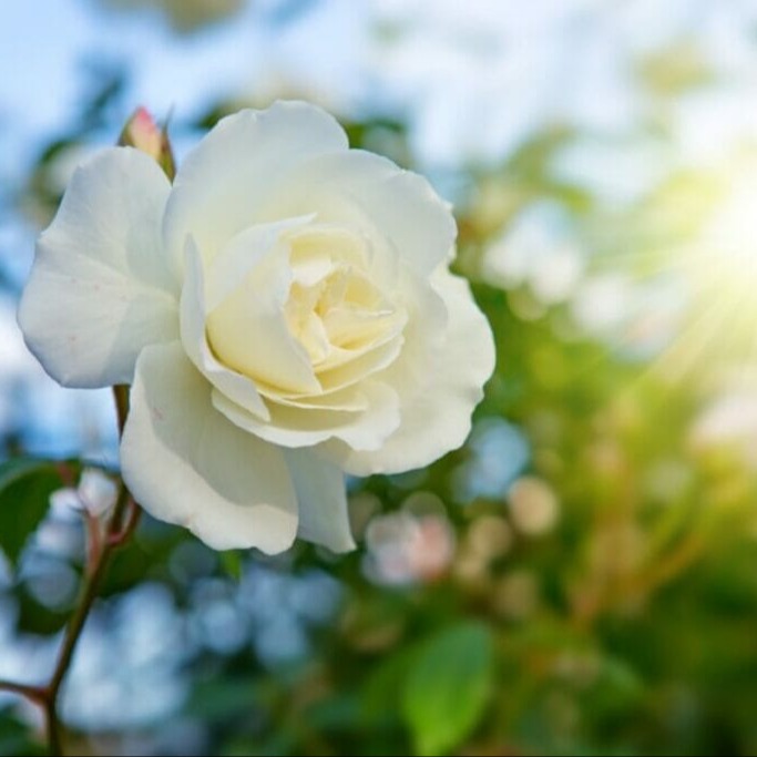 Photo de Christiane BOÉ